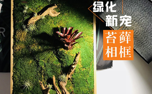 苔蘚綠墻